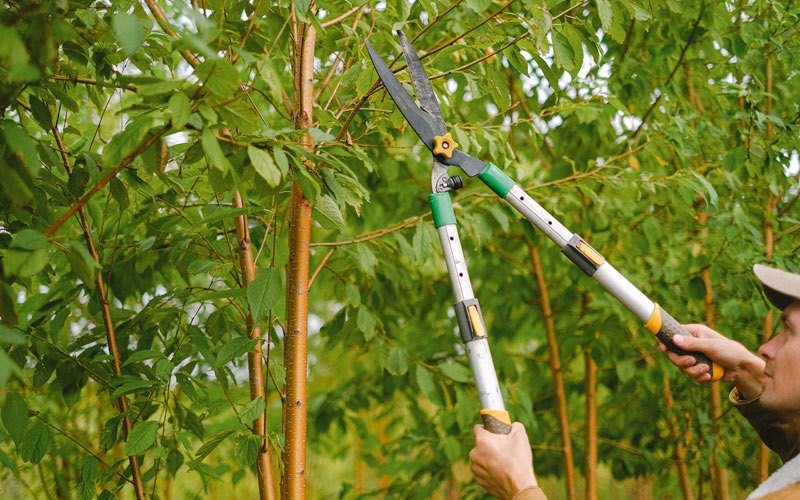 Tree trimming in Harrisonville, MO