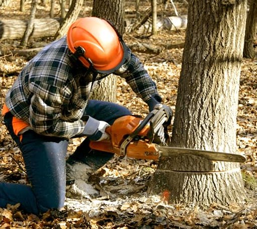 Tree Removal in Harrisonville, MO